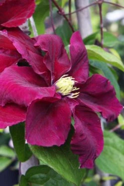 Rosemoor Clematis - 1 Gallon Pot -Cheap PLANTS Store clematis rosemoor 5