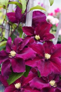 Rosemoor Clematis - 1 Gallon Pot -Cheap PLANTS Store clematis rosemoor 6