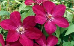 Rouge Cardinal Clematis - 1 Gallon Pot -Cheap PLANTS Store clematis rouge cardinal 2
