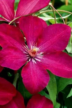 Rouge Cardinal Clematis - 1 Gallon Pot -Cheap PLANTS Store clematis rouge cardinal 3