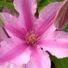 Sally Clematis - 1 Gallon Pot 1 Sally Clematis - 1 Gallon Pot -Cheap PLANTS Store clematis sally 21