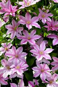 Sally Clematis - 1 Gallon Pot -Cheap PLANTS Store clematis sally 22