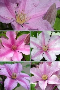 Sally Clematis - 1 Gallon Pot -Cheap PLANTS Store clematis sally 24