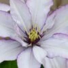 Samaritan Jo Clematis - 1 Gallon Pot -Cheap PLANTS Store clematis samaritan jo 9
