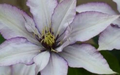 Samaritan Jo Clematis - 1 Gallon Pot -Cheap PLANTS Store clematis samaritan joe 1