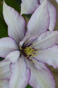 Samaritan Jo Clematis - 1 Gallon Pot -Cheap PLANTS Store clematis samaritan joe 2