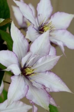 Samaritan Jo Clematis - 1 Gallon Pot -Cheap PLANTS Store clematis samaritan joe 5