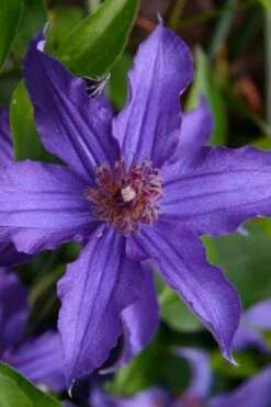 Sapphire Indigo Clematis - 1 Gallon Pot 15 Sapphire Indigo Clematis - 1 Gallon Pot -Cheap PLANTS Store clematis sapphire indigo 1 1
