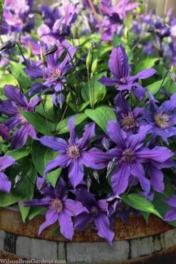 Sapphire Indigo Clematis - 1 Gallon Pot 13 Sapphire Indigo Clematis - 1 Gallon Pot -Cheap PLANTS Store clematis sapphire indigo 4 1