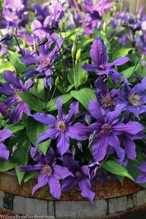 Sapphire Indigo Clematis - 1 Gallon Pot 7 Sapphire Indigo Clematis - 1 Gallon Pot - Image 5