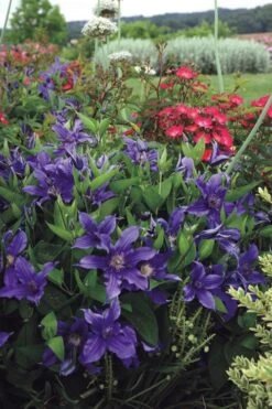 Sapphire Indigo Clematis - 3 Gallon Pot -Cheap PLANTS Store clematis sapphire indigo 6