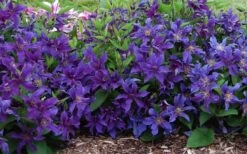 Sapphire Indigo Clematis - 1 Gallon Pot 12 Sapphire Indigo Clematis - 1 Gallon Pot -Cheap PLANTS Store clematis sapphire indigo 7 1