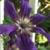 Sapphire Indigo Clematis - 1 Gallon Pot -Cheap PLANTS Store clematis sapphire indigo 9 1