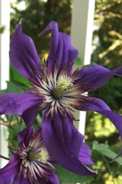 Sapphire Indigo Clematis - 3 Gallon Pot -Cheap PLANTS Store clematis sapphire indigo 9