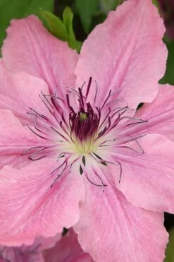 Sarah Elizabeth Clematis - 1 Gallon Pot -Cheap PLANTS Store clematis sarah elizabeth 3