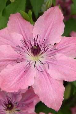 Sarah Elizabeth Clematis - 1 Gallon Pot -Cheap PLANTS Store clematis sarah elizabeth 4