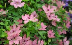 Sarah Elizabeth Clematis - 1 Gallon Pot -Cheap PLANTS Store clematis sarah elizabeth 5
