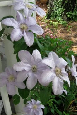 Silver Moon Clematis - 1 Gallon Pot -Cheap PLANTS Store clematis silver moon 3