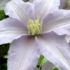 Silver Moon Clematis - 1 Gallon Pot -Cheap PLANTS Store clematis silver moon 6