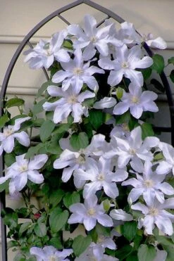 Silver Moon Clematis - 1 Gallon Pot -Cheap PLANTS Store clematis silver moon 7