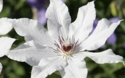 Snow Queen Clematis - 1 Gallon Pot 13 Snow Queen Clematis - 1 Gallon Pot -Cheap PLANTS Store clematis snow queen 3