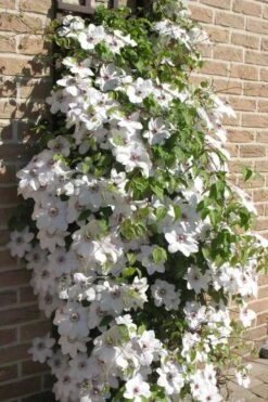 Snow Queen Clematis - 1 Gallon Pot 12 Snow Queen Clematis - 1 Gallon Pot -Cheap PLANTS Store clematis snow queen 4