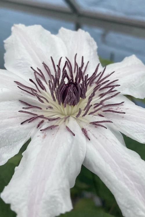 Snow Queen Clematis - 1 Gallon Pot 9 Snow Queen Clematis - 1 Gallon Pot - Image 7
