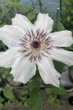 Snow Queen Clematis - 1 Gallon Pot 14 Snow Queen Clematis - 1 Gallon Pot -Cheap PLANTS Store clematis snow queen 7