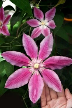 Sugar Candy Clematis - 1 Gallon Pot -Cheap PLANTS Store clematis sugar candy 3