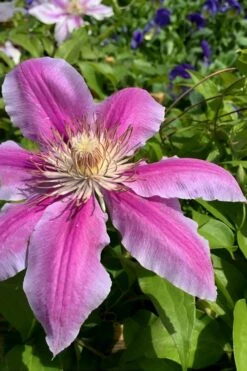 Sugar Candy Clematis - 1 Gallon Pot -Cheap PLANTS Store clematis sugar candy 4