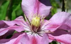 Sugar Candy Clematis - 1 Gallon Pot -Cheap PLANTS Store clematis sugar candy 5