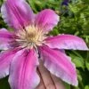 Sugar Candy Clematis - 1 Gallon Pot 2 Sugar Candy Clematis - 1 Gallon Pot -Cheap PLANTS Store clematis sugar candy 6