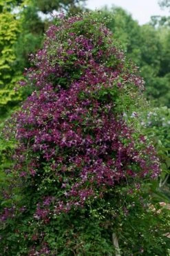Sweet Summer Love Clematis - 1 Gallon Pot 13 Sweet Summer Love Clematis - 1 Gallon Pot -Cheap PLANTS Store clematis sweet summer love 4