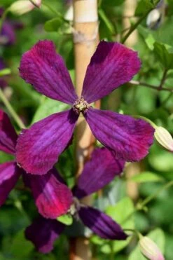 Sweet Summer Love Clematis - 1 Gallon Pot 15 Sweet Summer Love Clematis - 1 Gallon Pot -Cheap PLANTS Store clematis sweet summer love 7
