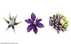 Taiga Clematis - 1 Gallon Pot 17 Taiga Clematis - 1 Gallon Pot -Cheap PLANTS Store clematis taiga 24 1