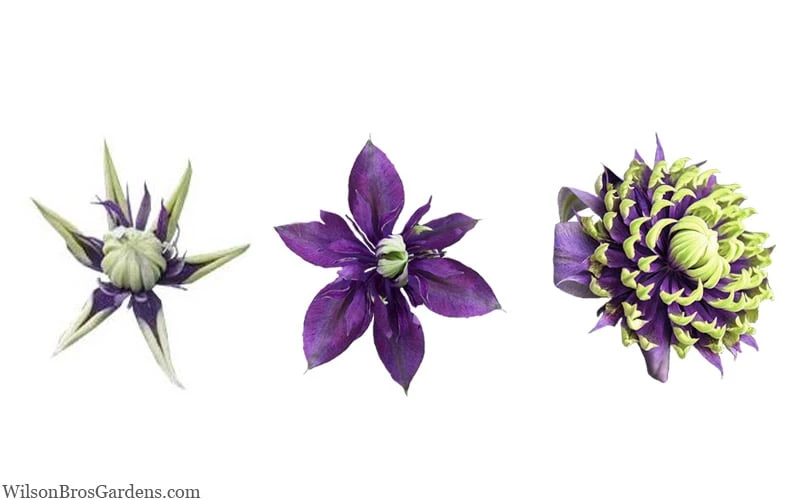 Taiga Clematis - 2 Gallon Pot 10 Taiga Clematis - 2 Gallon Pot - Image 8