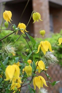 Tangutica Yellow Clematis - 1 Gallon Pot -Cheap PLANTS Store clematis tangutica 1