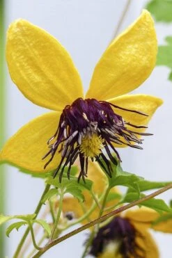 Tangutica Yellow Clematis - 1 Gallon Pot -Cheap PLANTS Store clematis tangutica 2