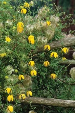 Tangutica Yellow Clematis - 1 Gallon Pot -Cheap PLANTS Store clematis tangutica 4