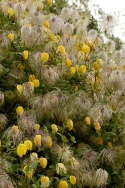 Tangutica Yellow Clematis - 1 Gallon Pot -Cheap PLANTS Store clematis tangutica flowers and seedheads