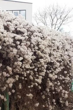 Tangutica Yellow Clematis - 1 Gallon Pot -Cheap PLANTS Store clematis tangutica seedheads winter