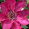Garland Tekla Clematis - 1 Gallon Pot -Cheap PLANTS Store clematis tekla 2