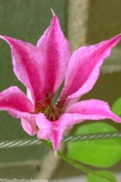 Duchess Of Albany Clematis - 1 Gallon Pot -Cheap PLANTS Store clematis texensis duchess of albany 13