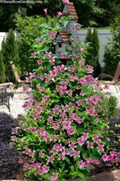 Duchess Of Albany Clematis - 1 Gallon Pot -Cheap PLANTS Store clematis texensis duchess of albany 15