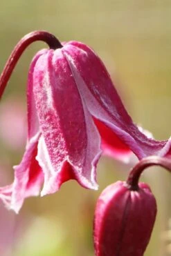 Etioile Rose Clematis - 1 Gallon Pot -Cheap PLANTS Store clematis texensis etoile rose 1