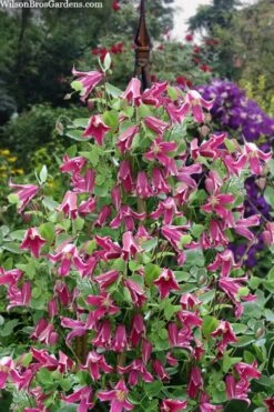 Etioile Rose Clematis - 1 Gallon Pot -Cheap PLANTS Store clematis texensis etoile rose 4