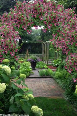 Etioile Rose Clematis - 1 Gallon Pot -Cheap PLANTS Store clematis texensis etoile rose 5