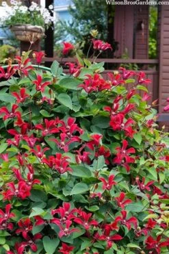 Gravetye Beauty Clematis - 1 Gallon Pot -Cheap PLANTS Store clematis texensis gravetye beauty 10