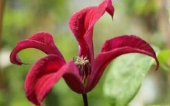 Gravetye Beauty Clematis - 1 Gallon Pot -Cheap PLANTS Store clematis texensis gravetye beauty 4