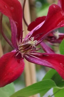 Gravetye Beauty Clematis - 1 Gallon Pot -Cheap PLANTS Store clematis texensis gravetye beauty 6